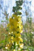 Agrimonia eupatoria (Agrimony)