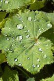 Alchemilla vulgaris