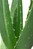 Aloe barbadensis (Aloe)