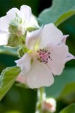 Althea officinalis