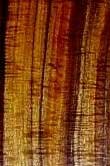 Aniba rosaeodora