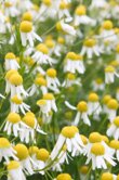 Anthemis nobilis