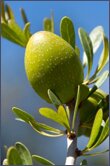 Argania spinosa (Argan)