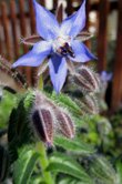 Borago officinalis (Borage)