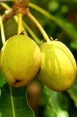 Butyrospermum parkii (Shea)