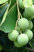 Calophyllum inophyllum (Foraha/Tamanu)
