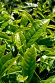 Camellia sinensis (Green Tea)