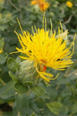 Carthamus tinctorius
