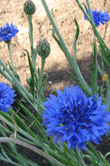 Centaurea cyanus