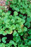 Centella asiatica (Gotu Kola)
