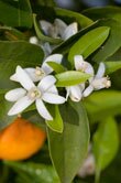 Citrus aurantium