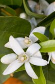 Citrus aurantium var amara (Neroli)