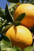 Citrus paradisi