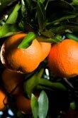 Citrus sinensis