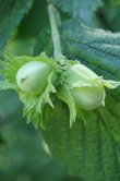 Corylus avellana (Hazelnut)