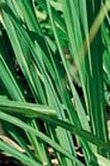 Cymbopogon martinii