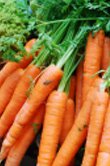 Daucus carota