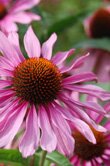 Echinacea purpurea (Purple Coneflower)
