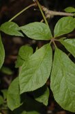 Eleutherococcus senticocus (Eleuthero - Siberian Ginseng)