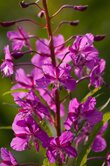 Epilobium angustifolium