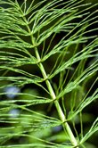 Equisetum arvense (Horsetail)