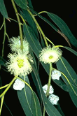 Eucalyptus globulus (Eucalyptus)