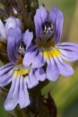 Euphrasia officinalis