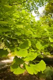 Prunus amygdalus (Sweet Almond)