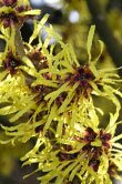 Hamamelis virginiana (Witch Hazel)