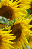 Helianthus annus