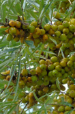 Hippophae rhamnoides (Sea Buckthorn)