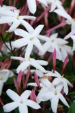 Jasminum officinale (Jasmine)