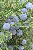 Juniperus communis