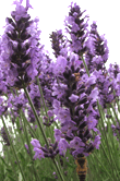 Lavandula angustifolia