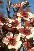 Leptospermum scoparium (Manuka)