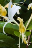 Lonicera japonica