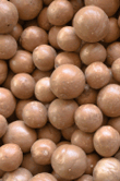 Macadamia integrifolia (Macadamia)