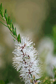 Melaleuca alternifolia