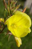 Oenothera biennis (Evening Primrose)