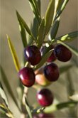 Olea europaea