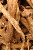 Panax ginseng (Ginseng)