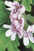 Pelargonium graveolens