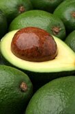 Persea americana (Avocado)