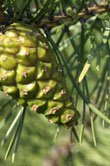 Pinus sylvestris (Scotch Pine)