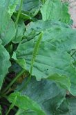 Plantago major (Plantain)