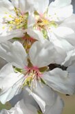 Prunus amygdalus