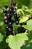 Ribes nigrum