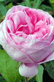 Rosa damascena