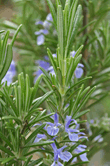 Rosmarinus officinalis