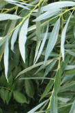 Salix alba (Willow Bark)
